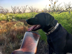 Upland Bird Hunting